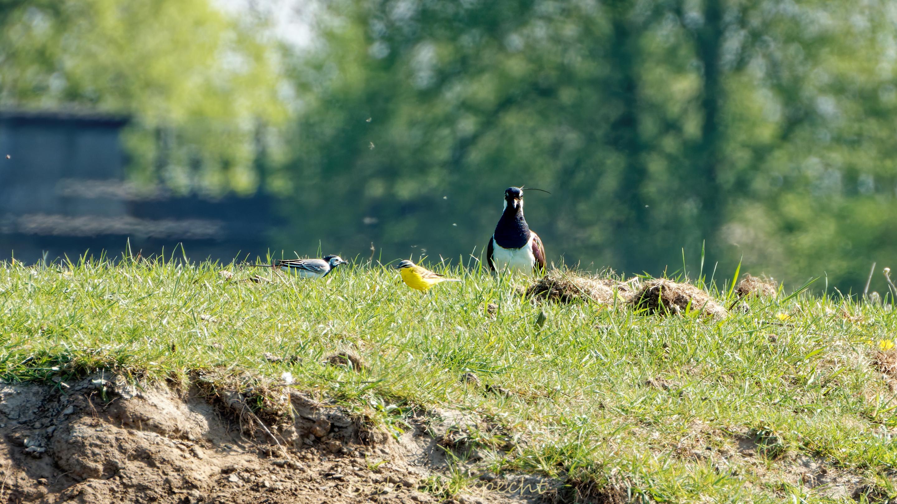 AviFauna   Steveraue   2020.04.17 15.10 08 HQ